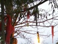 我為故鄉(xiāng)的死寂舉行一個(gè)良辰吉日