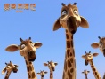 《贊鳥歷險(xiǎn)記3D》獲贊 “憤怒小鳥”歡樂鬧五一