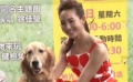 張鈞甯頂狂風獨自站臺宣傳新片 大談“養(yǎng)狗心經(jīng)”