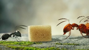 《昆虫总动员》预告片 蚂蚁家族蠢萌抢食大战