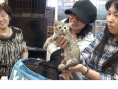 大家生活在没有主人的猫的生活中
