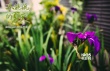 《不能說的夏天》首發(fā)海報 靜謐校園內暗藏殺機