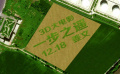 《一步之遥》形象片 机场百亩麦田广告横空出世