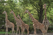 我們是動物探險隊 富士野生動物園大冒險