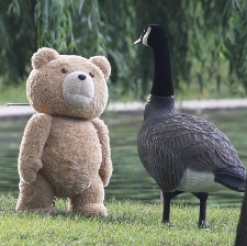 泰迪熊2