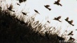 穿過鳥道