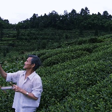 花楸故事