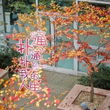 撲通撲通我的人生