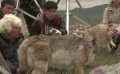 《狼图腾》揭秘特辑 威亚假狼真实再现“虚脱死”
