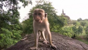 《猴子王国》精彩预告 猴子世界的艰难生存法则