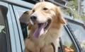 《我的男友和狗》先导预告片 治愈系萌犬逗趣来袭