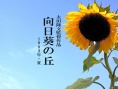 向日葵之丘·1983年夏