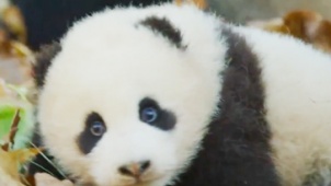 《生于中国》中文预告片 大熊猫金丝猴珍稀可爱