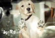 《我的男友和狗》曝終極預告 結(jié)尾淚點HOLD不住