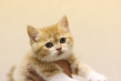 猫侍 第二季