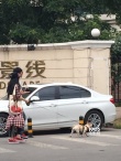 范冰冰挎李晨变小女人 小区外恩爱遛狗似夫妻