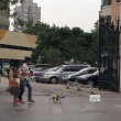 范冰冰挎李晨变小女人 小区外恩爱遛狗似夫妻