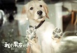 《我的男友和狗》口碑爆表 范冰冰何炅呼吁排片