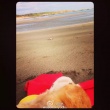 歐弟抱愛犬遺體看大海 與妻一起送其最后一程