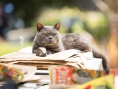 猫咪谋杀案