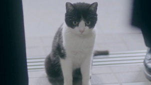 《4/猫》精彩预告片 流浪猫之物语青年导演齐发力