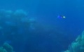 《海底总动员2》动态海报 深蓝大海多莉转瞬即逝