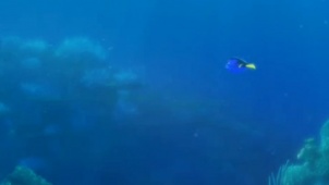 《海底总动员2》动态海报 深蓝大海多莉转瞬即逝