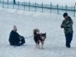首富的兒子好會(huì)玩！王思聰坐雪橇愛(ài)犬綁繩子拉