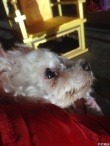刘晓庆爱犬