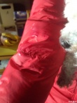 刘晓庆爱犬
