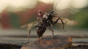 漫威《蚁人》美在何处 “蚁”小博大呈现微观世界