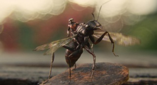 漫威《蚁人》美在何处 “蚁”小博大呈现微观世界