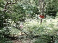 蜘蛛之地