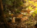小動物 大英雄 3D