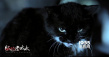 《猫脸老太太》曝预告 惊悚呈现“诈尸还魂”过程