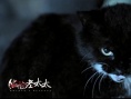 网曝《猫脸老太太》利爪海报 毛衣针成屠戮利器