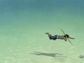 红海龟