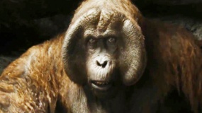 《奇幻森林》精彩片段 森林之王大猩猩现真身