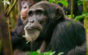 《解锁笼子》中文预告片 善良律师为猩猩建争权