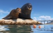 《海底總動(dòng)員2》定檔6月17日 寧澤濤出任中國大使