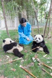 萌出水！周迅与熊猫幼仔成同事 呼吁可持续发展