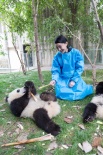 萌出水！周迅与熊猫幼仔成同事 呼吁可持续发展