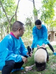 萌出水！周迅与熊猫幼仔成同事 呼吁可持续发展