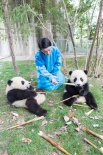 萌出水！周迅与熊猫幼仔成同事 呼吁可持续发展