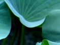 夢幻家園