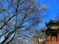 夢幻家園