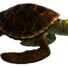 海底總動員2：多莉去哪兒