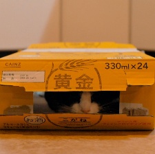 為什么貓都叫不來