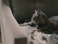 邻家秘事