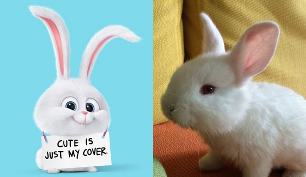 疯狂动物城白色坏兔子图片